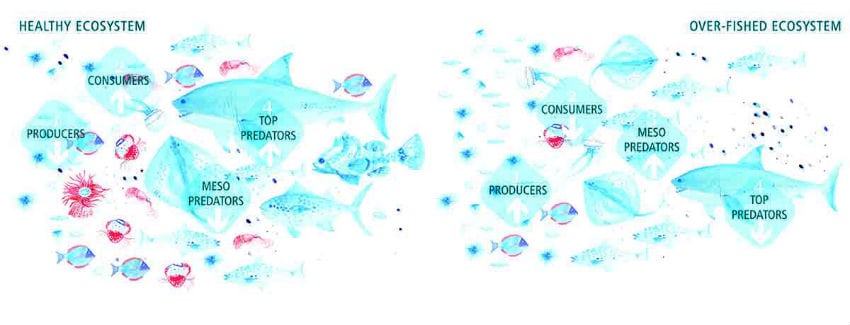 Consumer Ecosystem Analysis