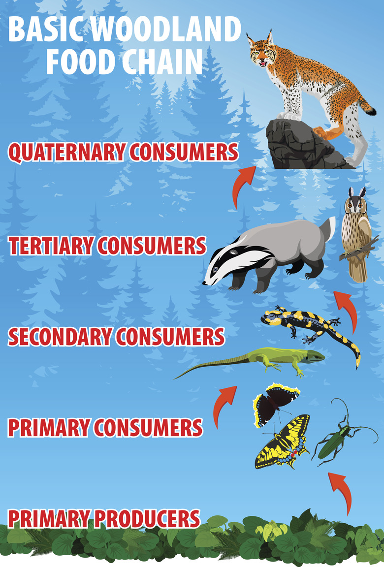 The Consumer Ecosystem