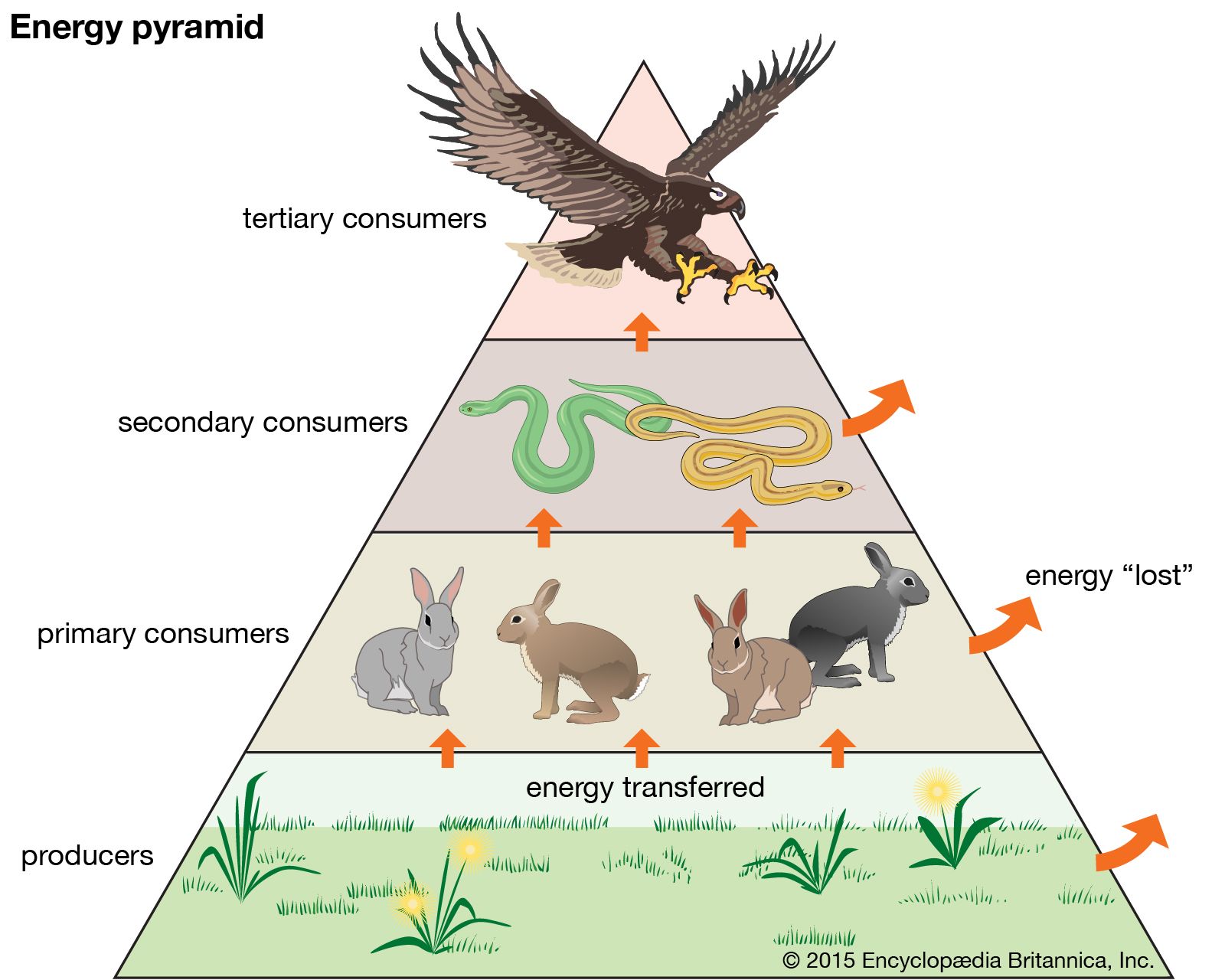 The Consumer Ecosystem