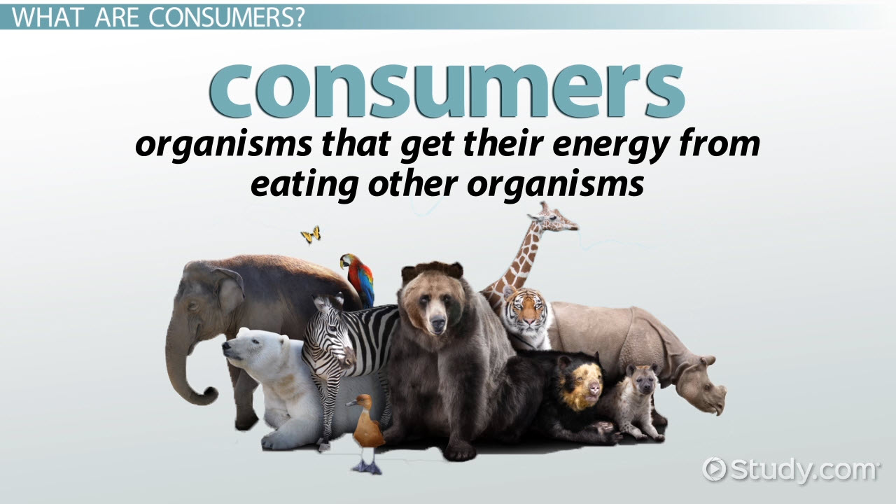 The 2026 Consumer Ecosystem guide: Leveraging Infrastructure and AI Tools for Market Strategy