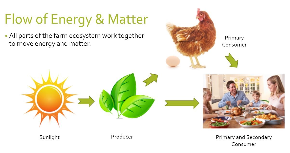 The Consumer Ecosystem