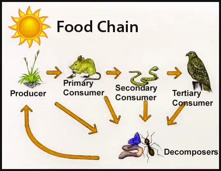The Consumer Ecosystem