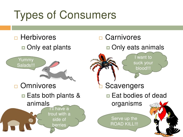 The Consumer Ecosystem