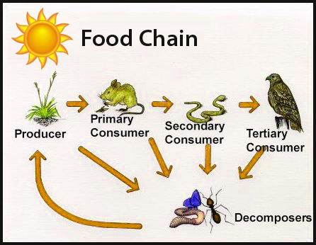 The Consumer Ecosystem