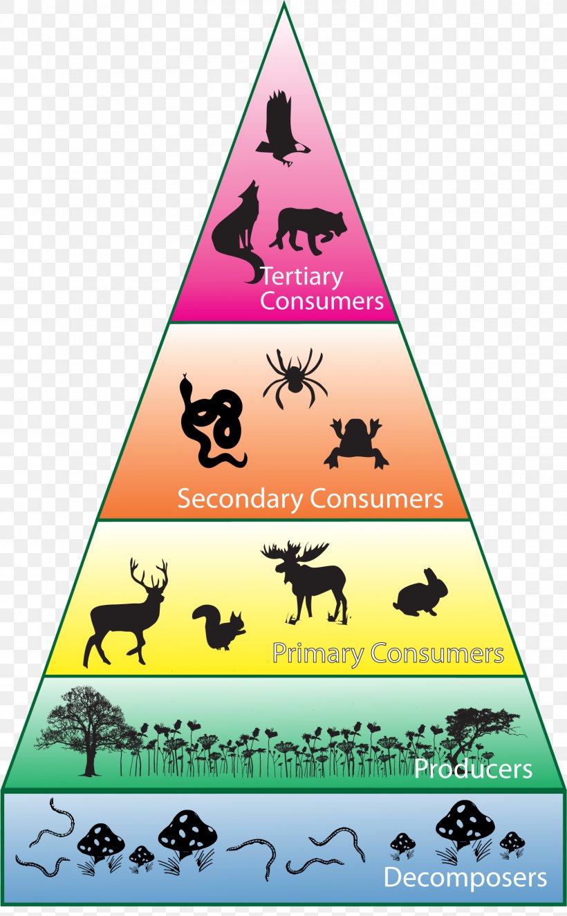 Consumer Ecosystem