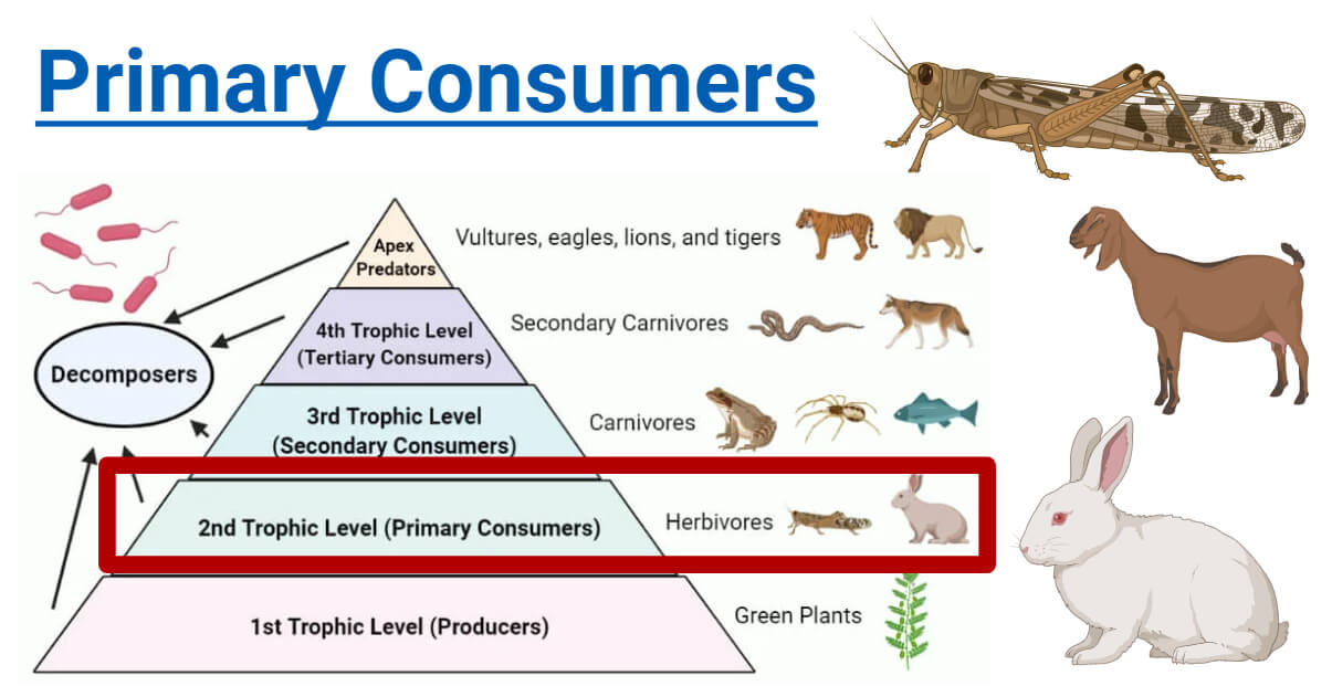 The Consumer Ecosystem